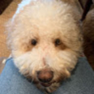 Meet your Posher, Abby